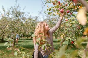 girl reaching up to pick apple from tree